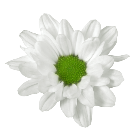 Allwhite losse bloem 04 