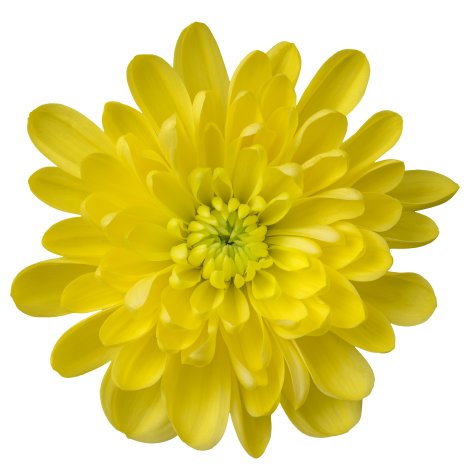Arlisa tros geel chrysant bloem