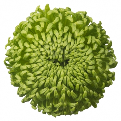 Bombellini pluis groen chrysant bloem
