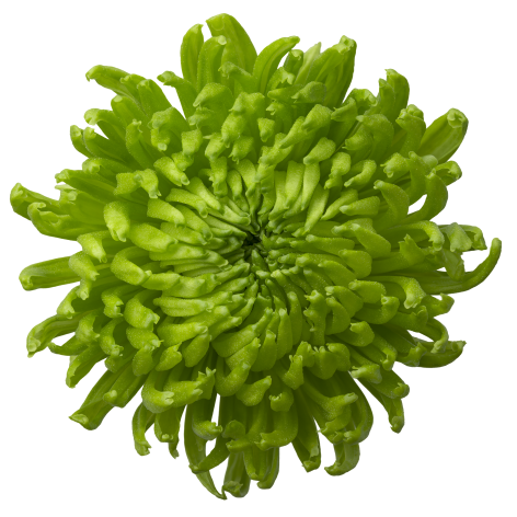 Bomber Green tros groen chrysant bloem
