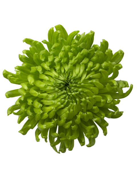 Bomber Green tros groen chrysant bloem