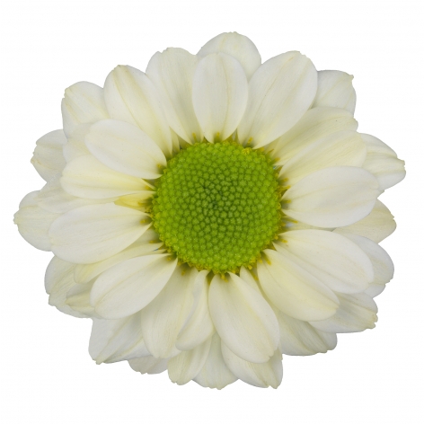 Dekker Santini Krissi Cream bloem
