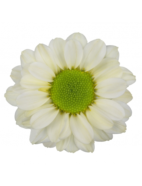 Dekker Santini Krissi Cream bloem
