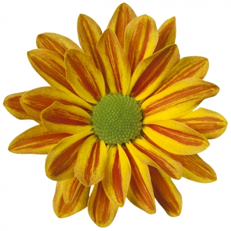 Jordi tros geel oranje chrysant bloem