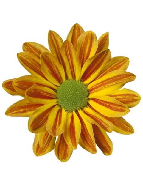 Jordi tros geel oranje chrysant bloem