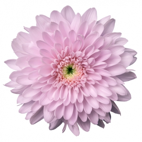 Petrushka pluis roze chrysant bloem