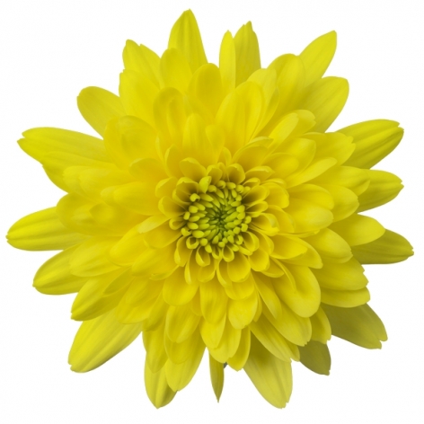 Soleado tros geel chrysant bloem