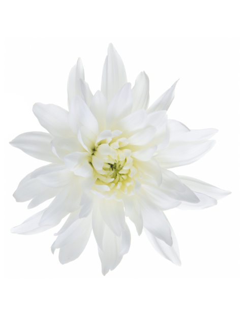 Sp Petrushka White flower LR