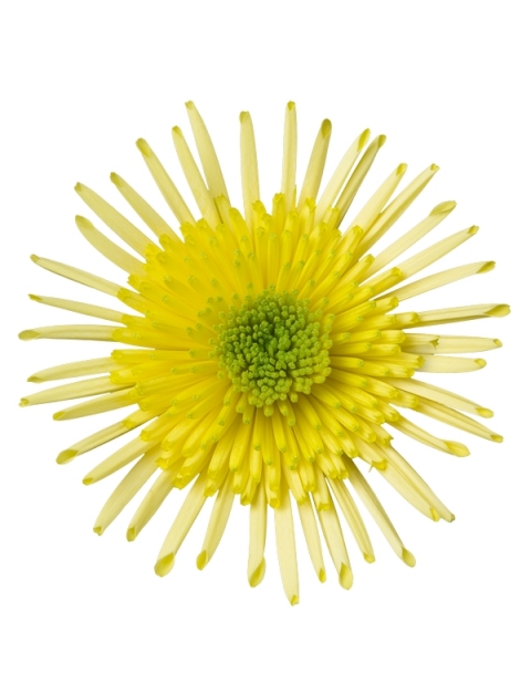 Yarada pluis geel chrysant bloem