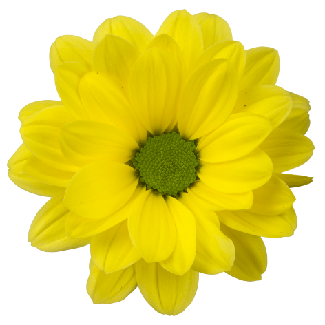 sp yellow strike bloem vrijstaand