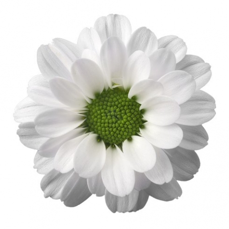 Krissi White santinit wit bloem