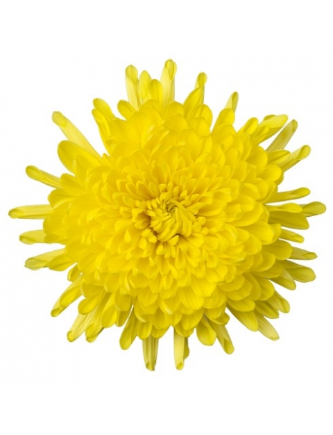Pjotr (Aleksandrov) pluis geel chrysant bloem