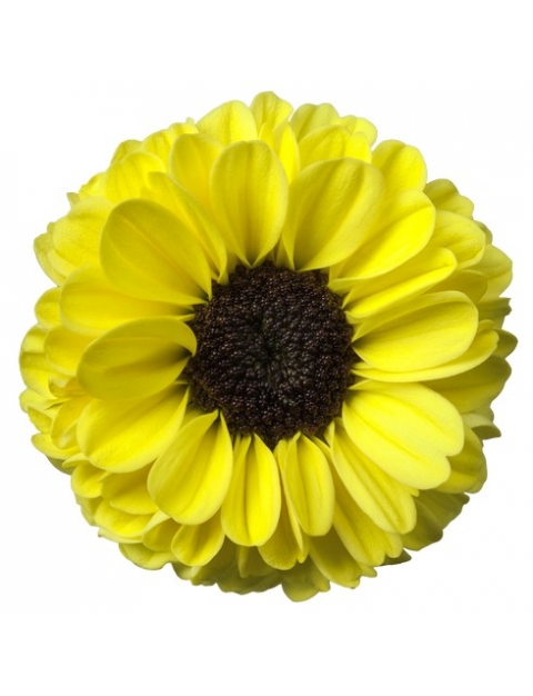Tedcha santini geel chrysant bloem